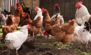 Poultry unit subsidy check