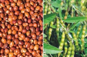 Red gram purchase date extended