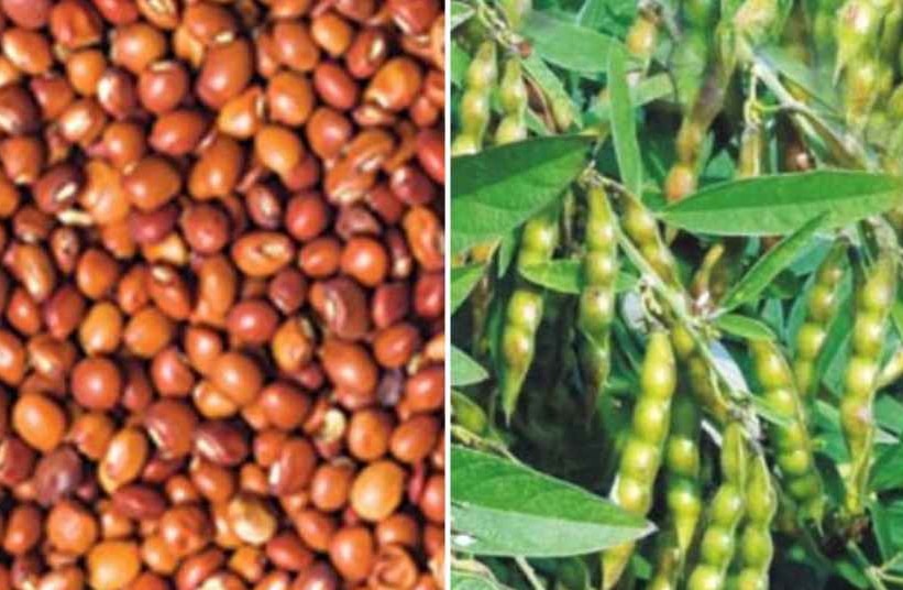 Red gram purchase date extended