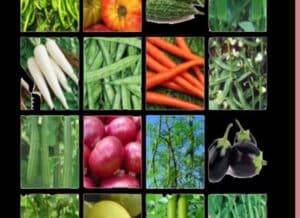 Vegetable seeds kit distribution: