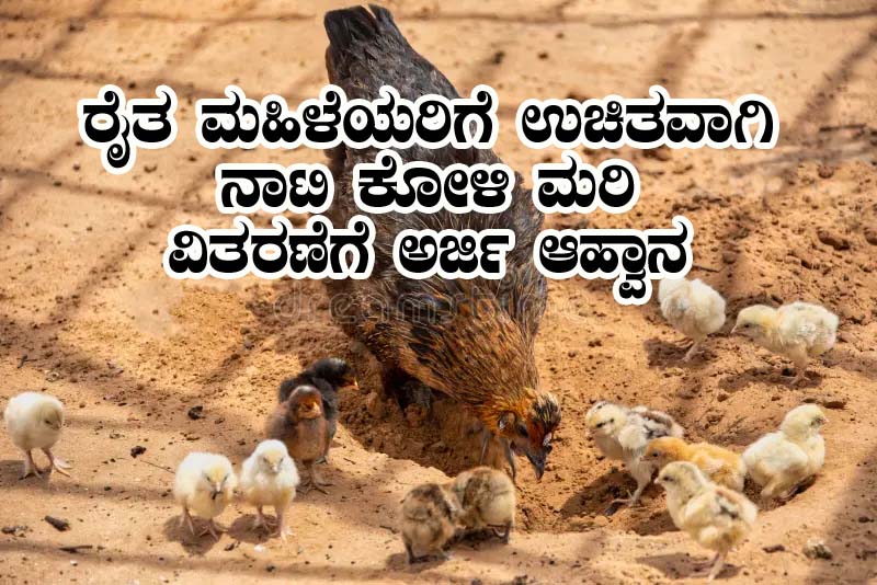 Free hen chicks distribution